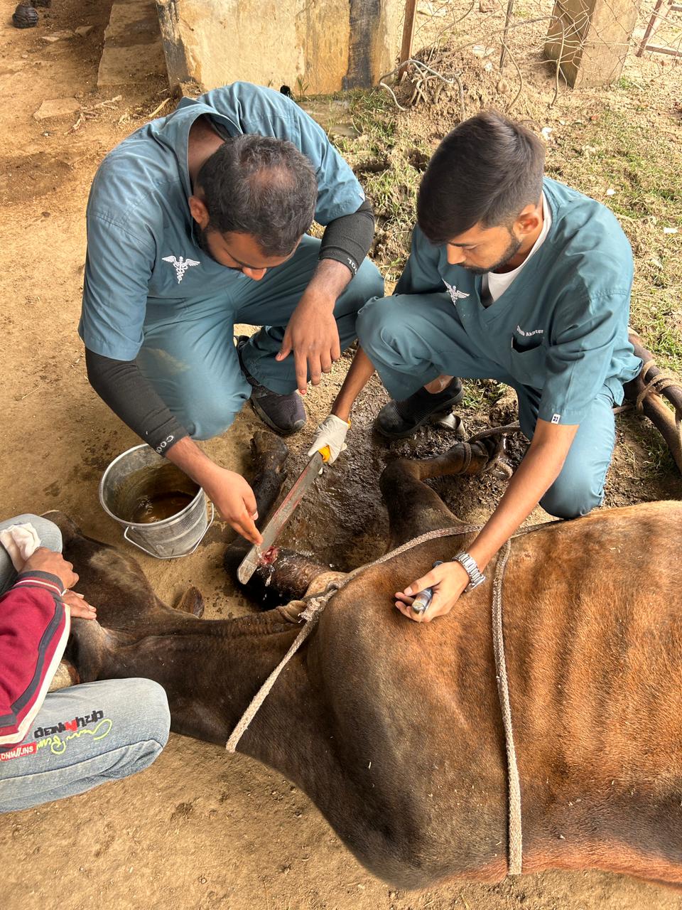 देवली,आर.आर. वेटरनरी महाविद्यालय द्वारा निःशुल्क पशुचिकित्सा शिविर का आयोजन 