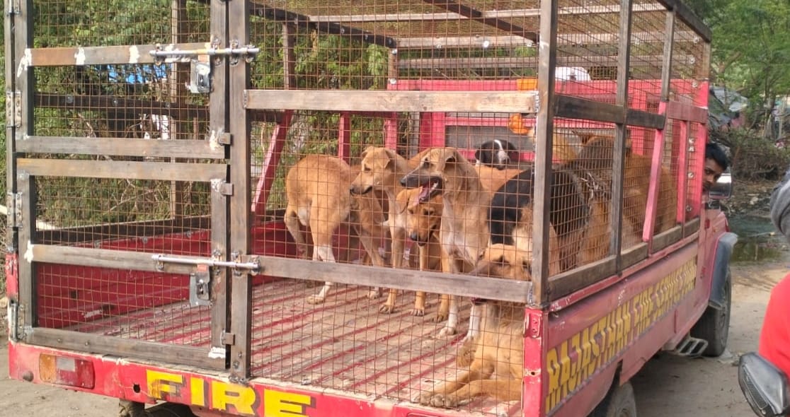 देवली,पहली बार में पटेल नगर से 28 कुत्ते पकड़ शहर में लंबे समय से बना हुआ आवारा कुत्तों का आतंक अब कम