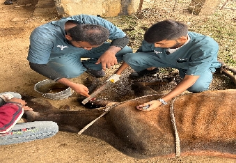 देवली,आर.आर. वेटरनरी महाविद्यालय द्वारा निःशुल्क पशुचिकित्सा शिविर का आयोजन 