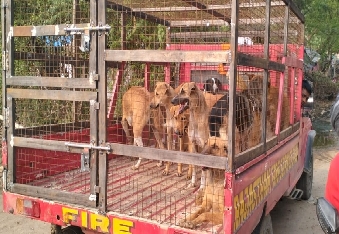 देवली,पहली बार में पटेल नगर से 28 कुत्ते पकड़ शहर में लंबे समय से बना हुआ आवारा कुत्तों का आतंक अब कम