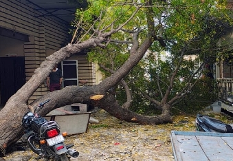 देवली ,शहर के तेली मोहल्ला क्षेत्र में मंगलवार सुबह उस वक्त हादसा हो गया, जब एक हरा-भरा नीम का पेड़ �