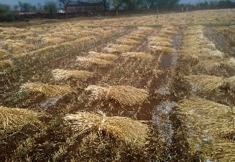 देवली ,क्षेत्र में सोमवार को मौसम ने अचानक करवट बदली और शाम ढलते-ढलते बादलों की तेज गड़गड़ाहट के स�