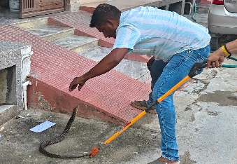 देवली,सांप का रेस्क्यू किया, कॉलोनीवासियों को मिली राहत
