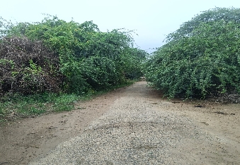 देवली,पनवाड़ गांव में बबूलों के जाल में फंसी सड़कें, दुर्घटनाओं का बढ़ा खतरा